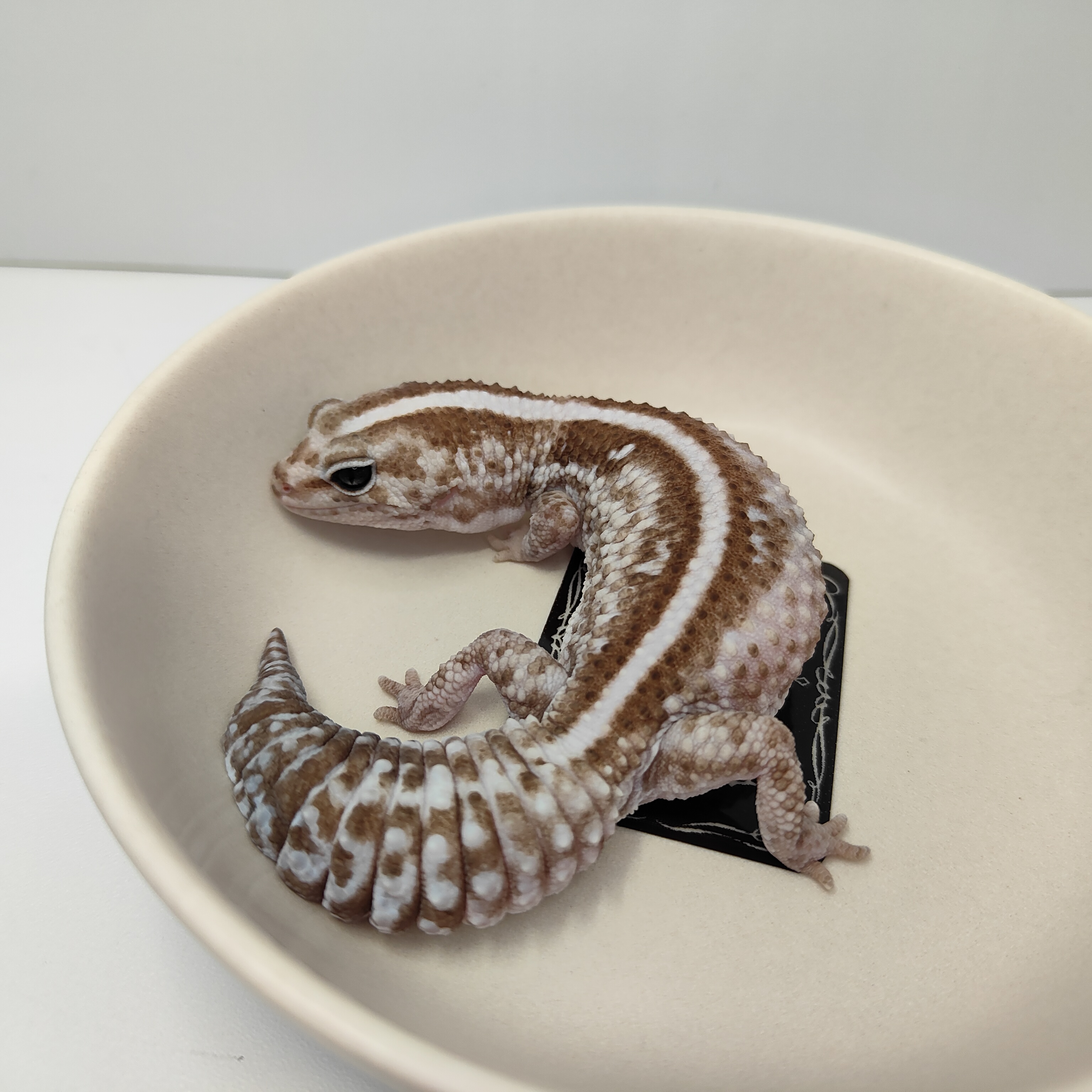 スライド画像