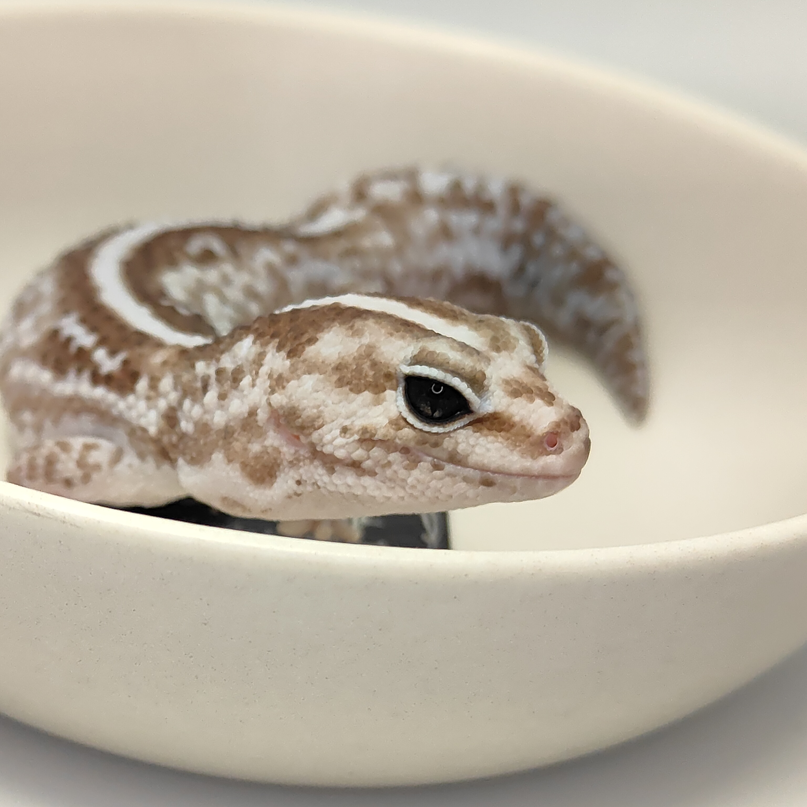 スライド画像